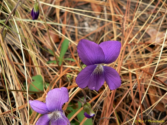 {Viola septemloba}